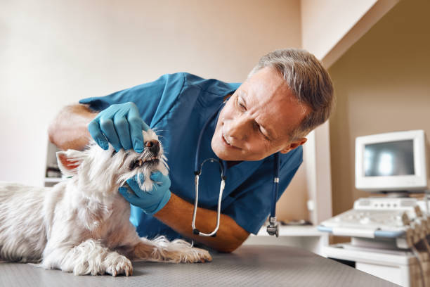 Best Emergency Root Canal Treatment in Lake City, IA